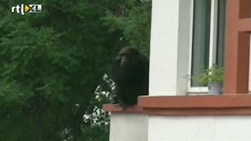 RTL Nieuws Chimpansee ontsnapt in Noord-China