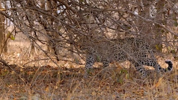 Africa's Hunters - A Leopards Last Stand