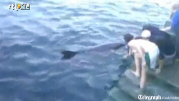 Editie NL Au: helse dolfijn beukt vrouw omver