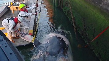 RTL Nieuws Dode walvis in haven Rotterdam gesleept