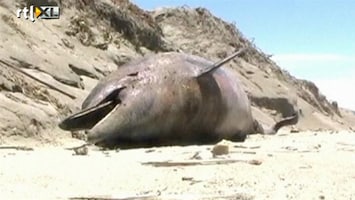 RTL Nieuws Honderden dode dolfijnen Peru