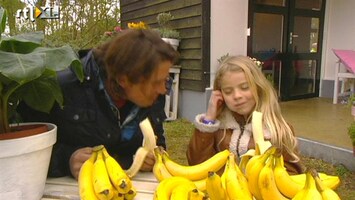 Green-kids Waarom zijn bananen krom?