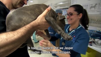 De Dierenkliniek UK Afleveirng 3