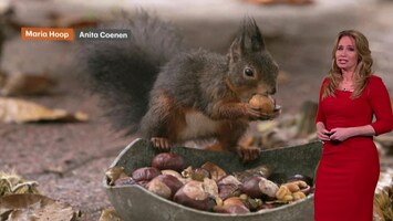 Rtl Weer - 19:55 Uur