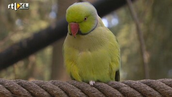 Editie NL Vogels lijken sprekend op ons