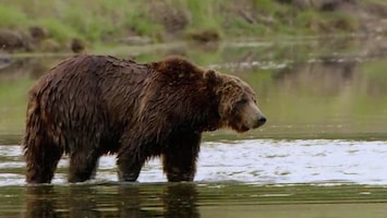 Wild Yellowstone - Grizzly Summer