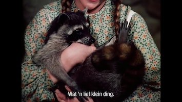 Little House On The Prairie The raccoon