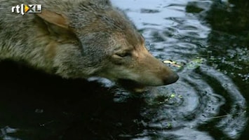 RTL Nieuws Wolf liep van Oost-Europa naar Nederland