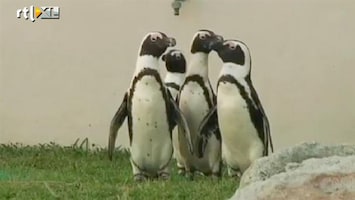 RTL Nieuws Pinguins terroriseren kustplaatsje