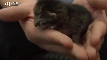 RTL Nieuws Kittens overleven storm Irene