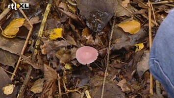 Green-kids Paddenstoelen zoeken