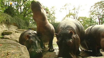 RTL Nieuws Zoo Emmen krijgt miljoenensteun wel