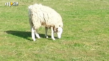 Editie NL Bizar: schaap met omgekeerd hoofd