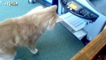 Editie NL Kat haat printer