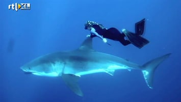 Editie NL Vrouw zwemt met haaien