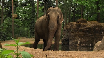 Burgers' Zoo Natuurlijk De Aziatische olifant