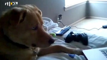 Editie NL Hond kijkt erotische film