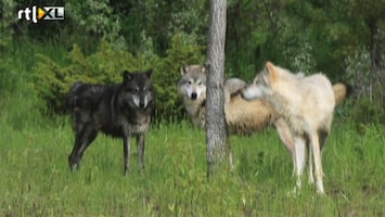 RTL Nieuws Jacht op de wolf geopend