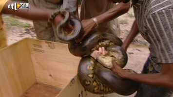 Echte Meisjes In De Jungle De Slangenbeet van Ymke