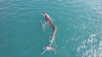 Walvis gespot met ernstige unieke afwijking
