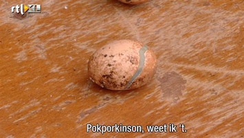 Het Wilde Oosten Pokporkinson!?