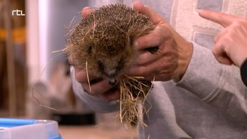 Dierenarts