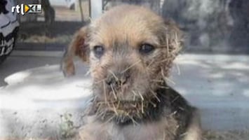 RTL Nieuws Puppy gered uit cactus