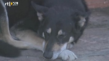 RTL Nieuws Hond waakt al zes jaar bij graf baasje