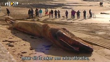 RTL Nieuws Walvis aangespoeld op Franse kust