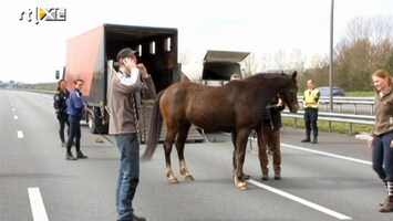 RTL Nieuws Chaos door paarden op snelweg