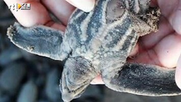 RTL Nieuws Woede om vernietiging jonge schildpadjes
