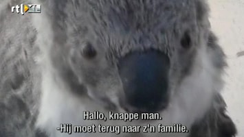 Editie NL Schattig! Koala is verliefd op vrouw