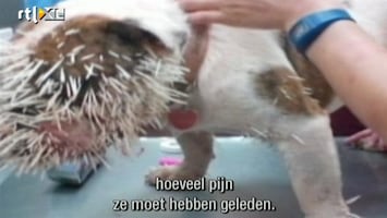 Editie NL Hond kapot gemaakt door stekelvarken