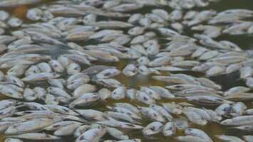 Dode vissen blokkeren Australische rivier: 'Stinkt enorm'
