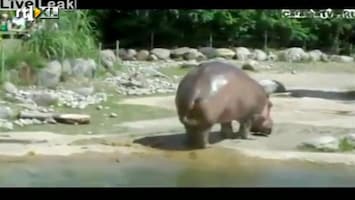 Editie NL Stinkend nijlpaard