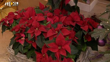 Koffietijd Kerststerren