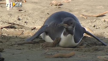 RTL Nieuws Het gaat goed met pinguïn Happy Feet