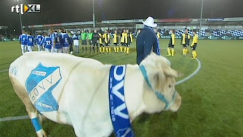 Voetbalfans Koe op het veld van AGOVV