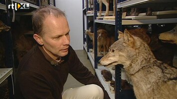 Editie NL 'Wij willen de wolf terug'