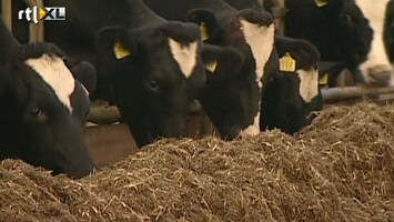 RTL Z Nieuws Veevoer teruggehaald bij melkveehouders