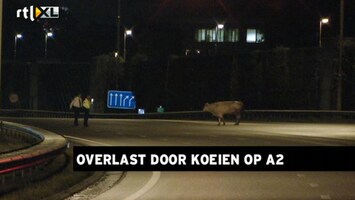 RTL Z Nieuws Koe en stier lopen over de A2