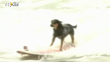 RTL Nieuws Ruim 50 honden doen mee aan surfwedstrijd