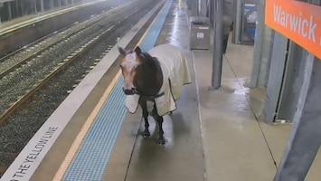 Ontsnapt paard maakt treinstation in Sydney onveilig