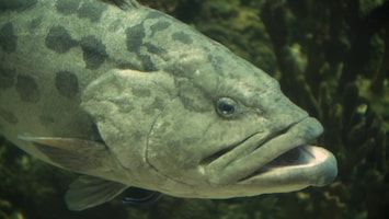 Burgers' Zoo Natuurlijk - De Gevlekte Reuzentandbaars