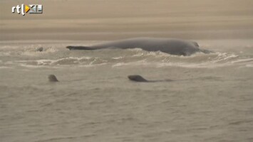 RTL Z Nieuws Bultrug strandt definitief bij Texel