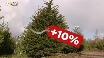 RTL Z Nieuws De kerstbomen worden dit jaar duurder: minder aanbod