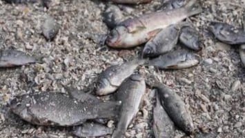 Ecologische ramp: tienduizenden vissen dood na damdoorbraak Oe...