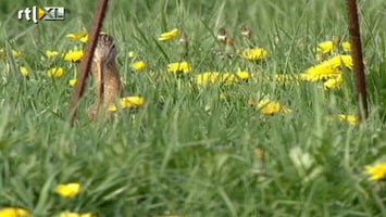 RTL Nieuws Weidevogels dreigen te verdwijnen