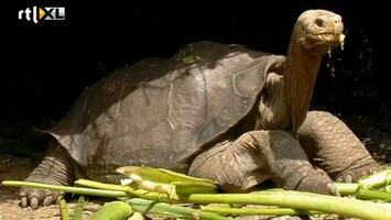 RTL Nieuws Reuzenschildpad Eenzame George overleden