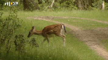 RTL Nieuws Dilemma om herten in Amsterdamse duinen